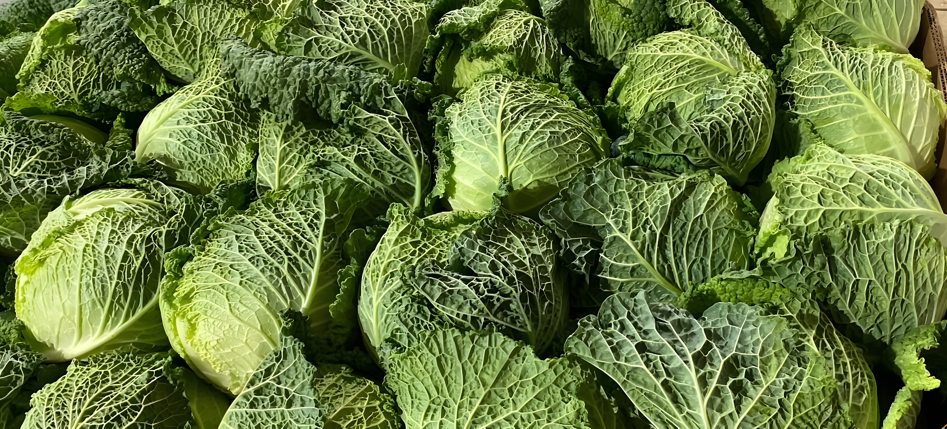 Savoy cabbage